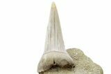 Fossil Mako Shark Tooth On Sandstone - Bakersfield, CA #223714-1